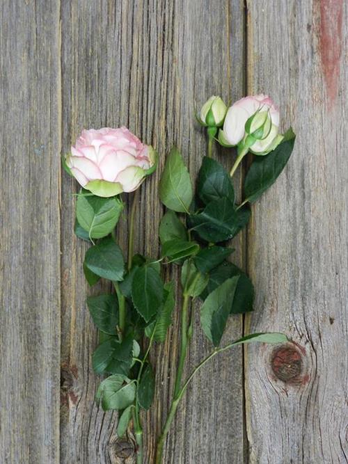 BRIDAL PIANO  LIGHT PINK GARDEN ROSES